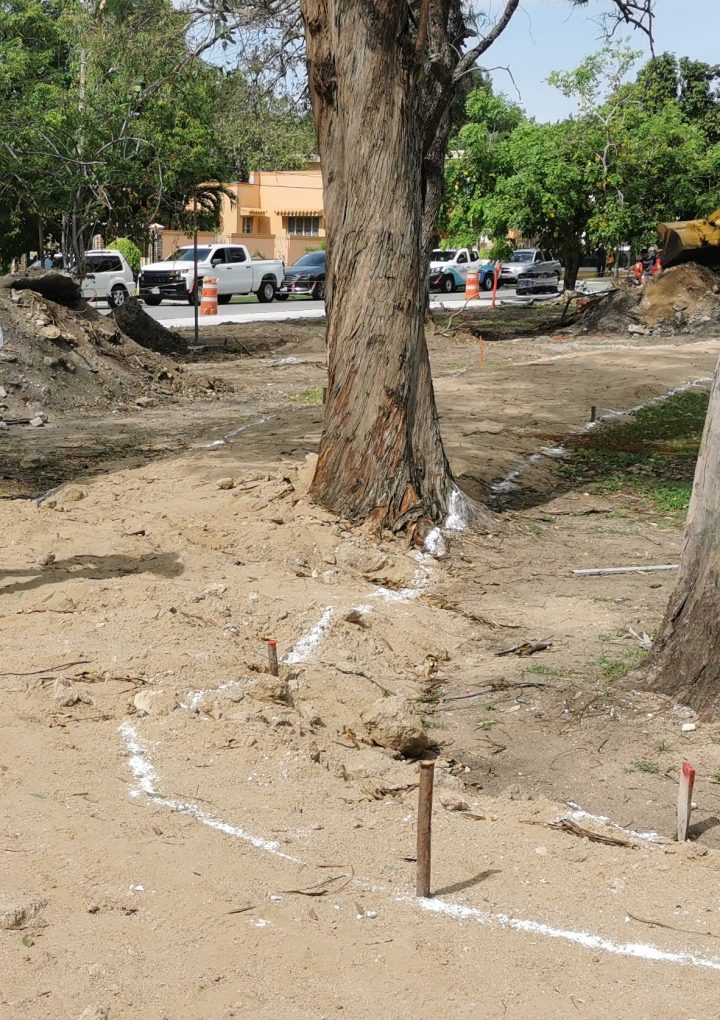 Por obras emblemáticas, árboles son afectados en Tampico; el poco pulmón de la ciudad