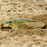 Registra Tamaulipas más de 207 mil huevos de tortuga lora en temporada 2026