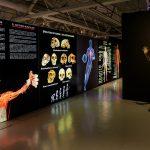 Llega a Tampico la exposicion internacional The Bodies para fortalecer el Turismo y la Cultura