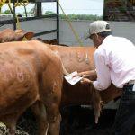 Incentiva Gobierno de Tamaulipas competitividad del sector ganadero