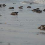 Mantiene Tamaulipas acciones de conservación de tortuga lora durante la recta final de la temporada