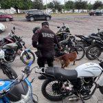 Realiza el Agrupamiento Canino de la Guardia Estatal inspección preventiva en el ITACE Victoria